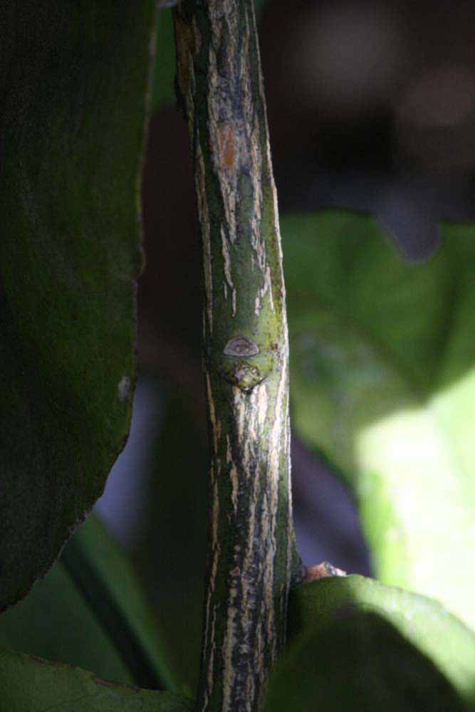              Second - third year twig (Riverside, CA)       